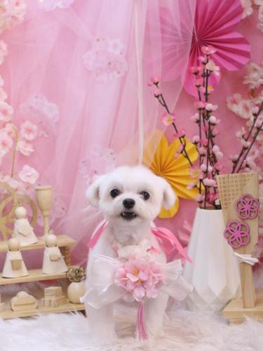 20250309みるくくん